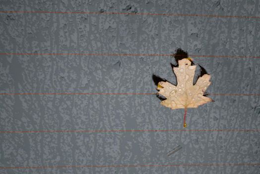 Autumn marple leaf on rainy gray surface. Top view