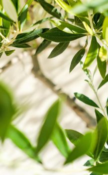 Olive tree and sunshine - gardening, nature background and environmental concept. The beauty of a green garden