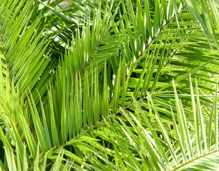 Exotic vacation, botanical background and summer travel concept - Palm leaves in summertime