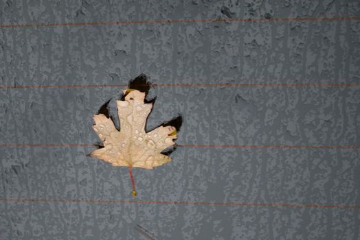 Autumn marple leaf on rainy gray surface. Top view