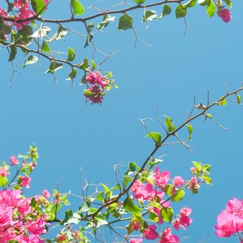 Pink flowers and blue sunny sky - floral background, spring holidays and womens day concept. Living life in bloom