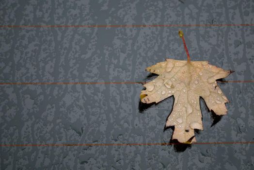 Autumn marple leaf on rainy gray surface. Top view