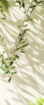 Olive tree and sunshine - gardening, nature background and environmental concept. The beauty of a green garden