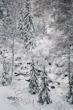 Winter landscape with fair trees under the snow.
