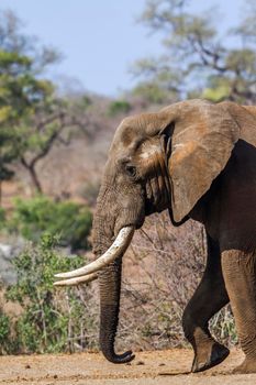 Specie Loxodonta africana family of Elephantidae