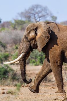 Specie Loxodonta africana family of Elephantidae