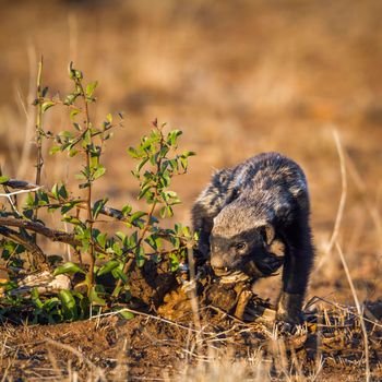 Specie Mellivora capensis family of Mustelidae