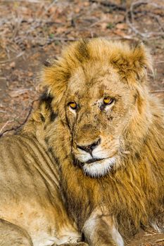 Specie Panthera leo family of Felidae