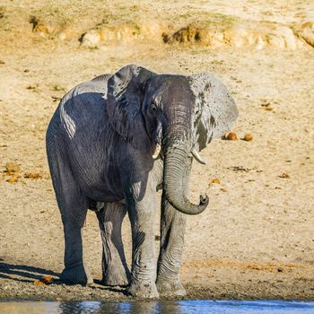 Specie Loxodonta africana family of Elephantidae