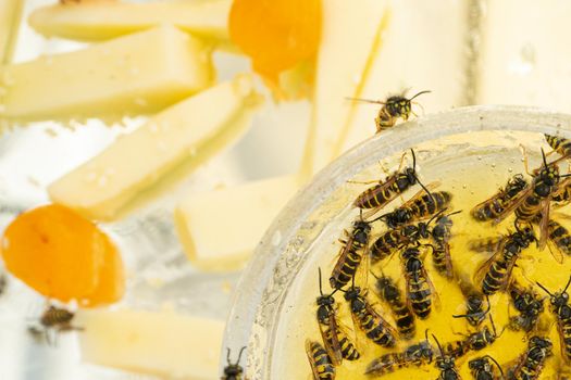 Many wasps eat honey from a bowl. Delicacies. Honey and melon on a plate.