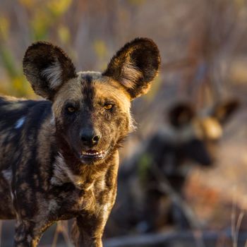 Specie Lycaon pictus family of Canidae