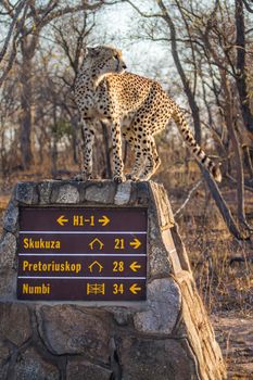 Specie Acinonyx jubatus family of Felidae