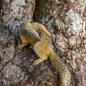 Specie Paraxerus cepapi family of Sciuridae