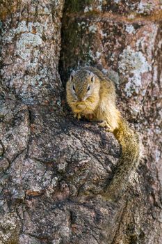 Specie Paraxerus cepapi family of Sciuridae