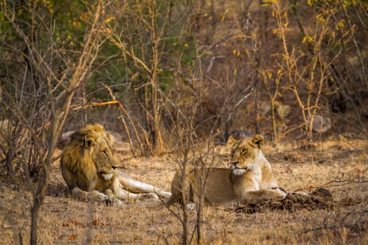 Specie Panthera leo family of felidae