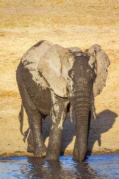 Specie Loxodonta africana family of Elephantidae