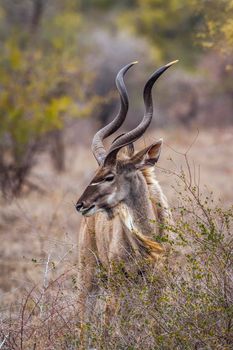 Specie Tragelaphus strepsiceros family of bovidae