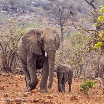 Specie Loxodonta africana family of Elephantidae