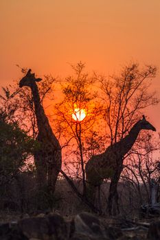 Specie Giraffa camelopardalis family of Giraffidae