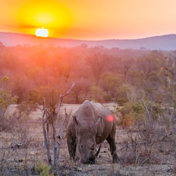 Specie Ceratotherium simum simum family of Rhinocerotidae