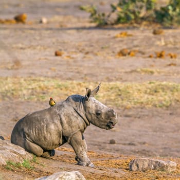 Specie Ceratotherium simum simum family of Rhinocerotidae