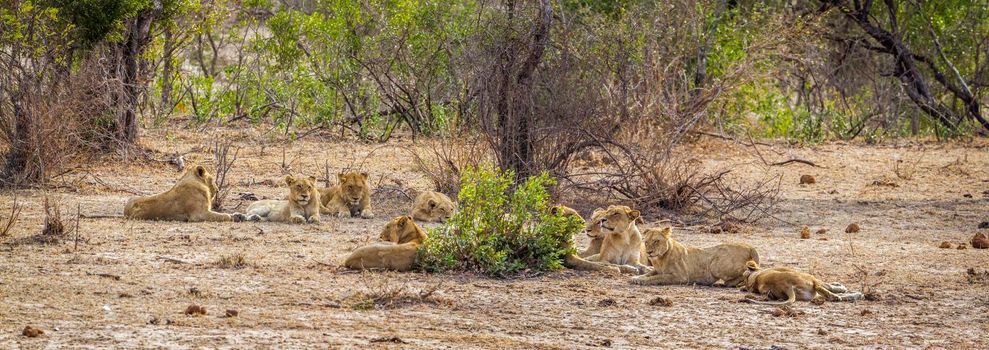 Specie Panthera leo family of Felidae