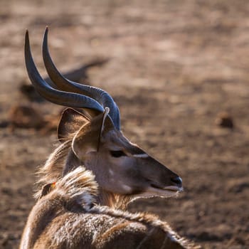 Specie Tragelaphus strepsiceros family of bovidae