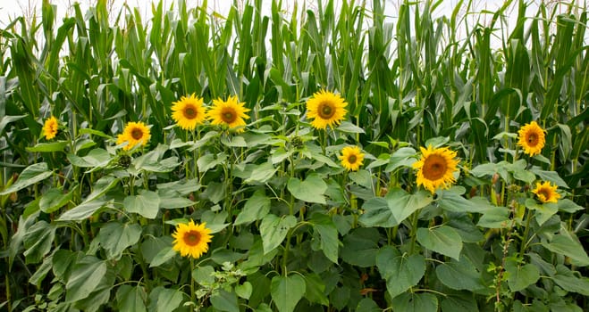 field with sunflowers  in yellow and green