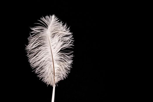 White fluffy feather pen on black paper background flat lay