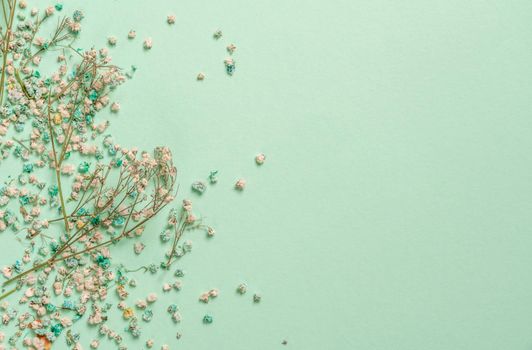 Decoration with gypsophila flowers with copy space on light green background