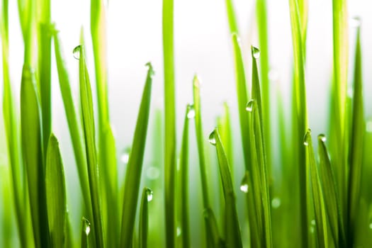 Fresh green grass after rain close up shot with blurry white background and selective focus