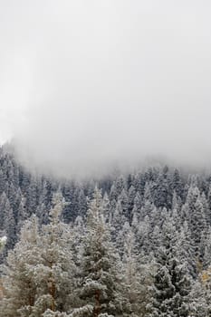 Scenic foggy mountain deep forest with snowy fir trees. Vertical copy space.