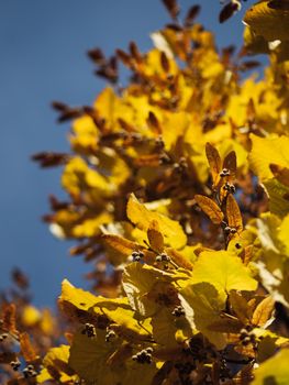 Close-up of yellow leaves against a clear blue sky.