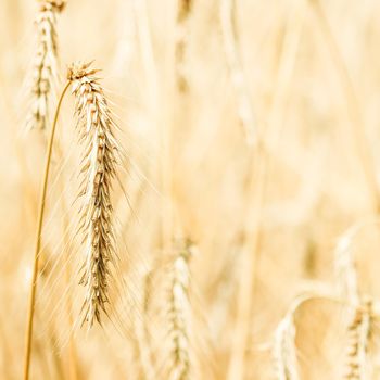 Dry ripe rye spicas of meadow field. Rural scenery, natural background. Agriculture, organic food production, harvest, healthy food, botany, nature, wallpaper concept. High quality photos