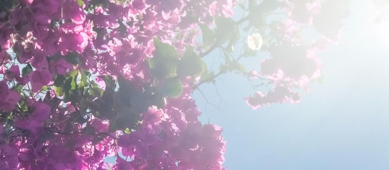 Pink flowers and blue sunny sky - floral background, spring holidays and womens day concept. Living life in bloom