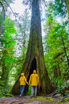 Cathedral Grove park Vancouver Island Canada forest with huge Douglas trees and people in a yellow rain jacket, and raincoats. Vancouver Island is a rainforest with huge woods.