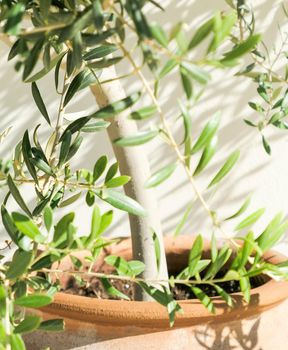 Olive tree and sunshine - gardening, nature background and environmental concept. The beauty of a green garden