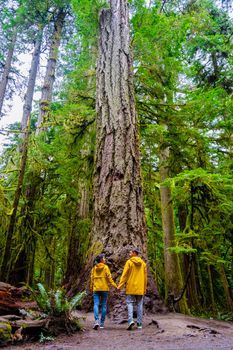 Cathedral Grove park Vancouver Island Canada forest with huge Douglas trees and people in a yellow rain jacket, and raincoats. Vancouver Island is a rainforest with huge woods.