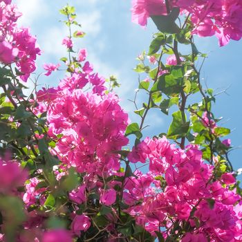 Pink flowers and blue sunny sky - floral background, spring holidays and womens day concept. Living life in bloom