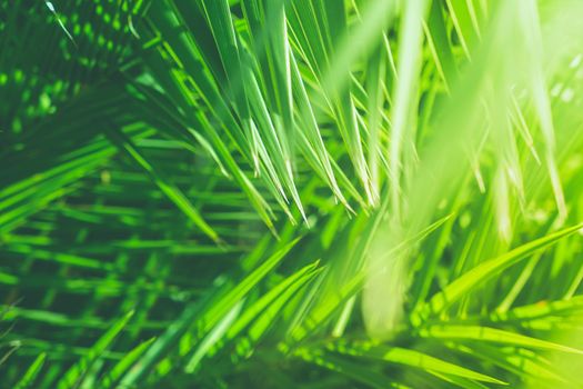 Wonderful green palm leaves - exotic vacation, botanical background and summer concept. Enjoy a tropical dream