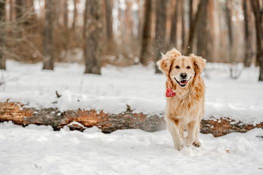 Golden retriever dogs running in winter time in snow playing with each other. Adorable purebred doggy pet labradors in cold weather at nature together