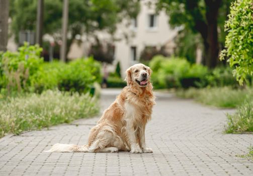 Golden retriever dog sitting at street and looking back. Purebred pet doggy labrador outdoors at city with green grass
