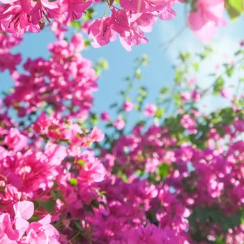 Pink flowers and blue sunny sky - floral background, spring holidays and womens day concept. Living life in bloom