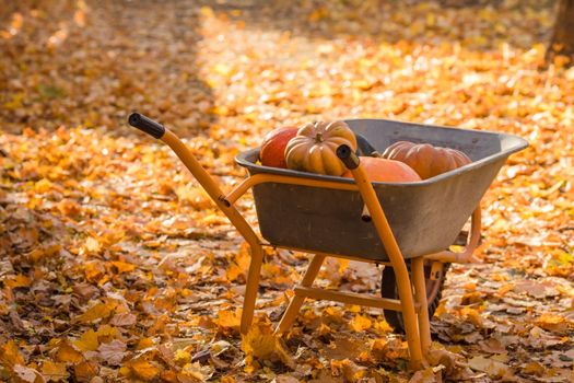 Orange pumpkins in the wheelbarrow stying on the autumnal maple leaves. Autumn or Halloween concept