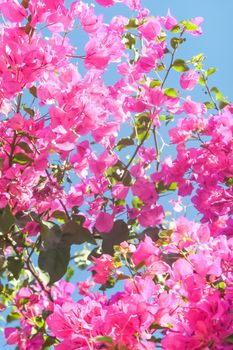 Pink flowers and blue sunny sky - floral background, spring holidays and womens day concept. Living life in bloom