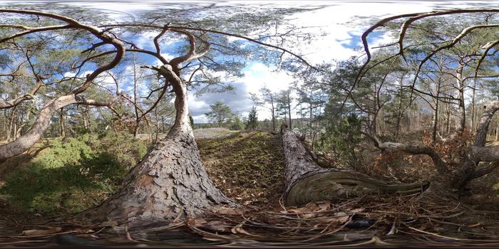 Between Beautiful Evergreen Pine Tree Branches, 360 VR. High quality photo