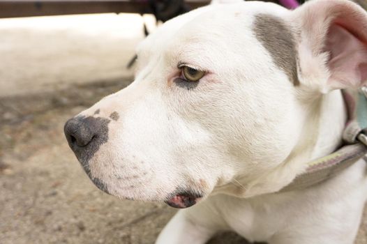 Portrait of american standfford dog of white color. No people