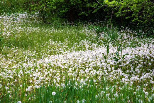 Field with white blooming dandelion flowers.
