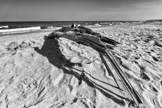 Old wood on the beach. Black and white