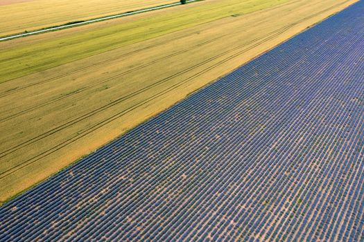 Aerial view of lavender and wheat fields. Top view